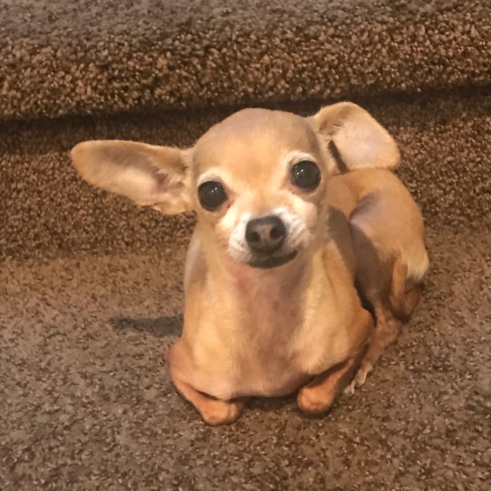 Meet your Posher, Olivia